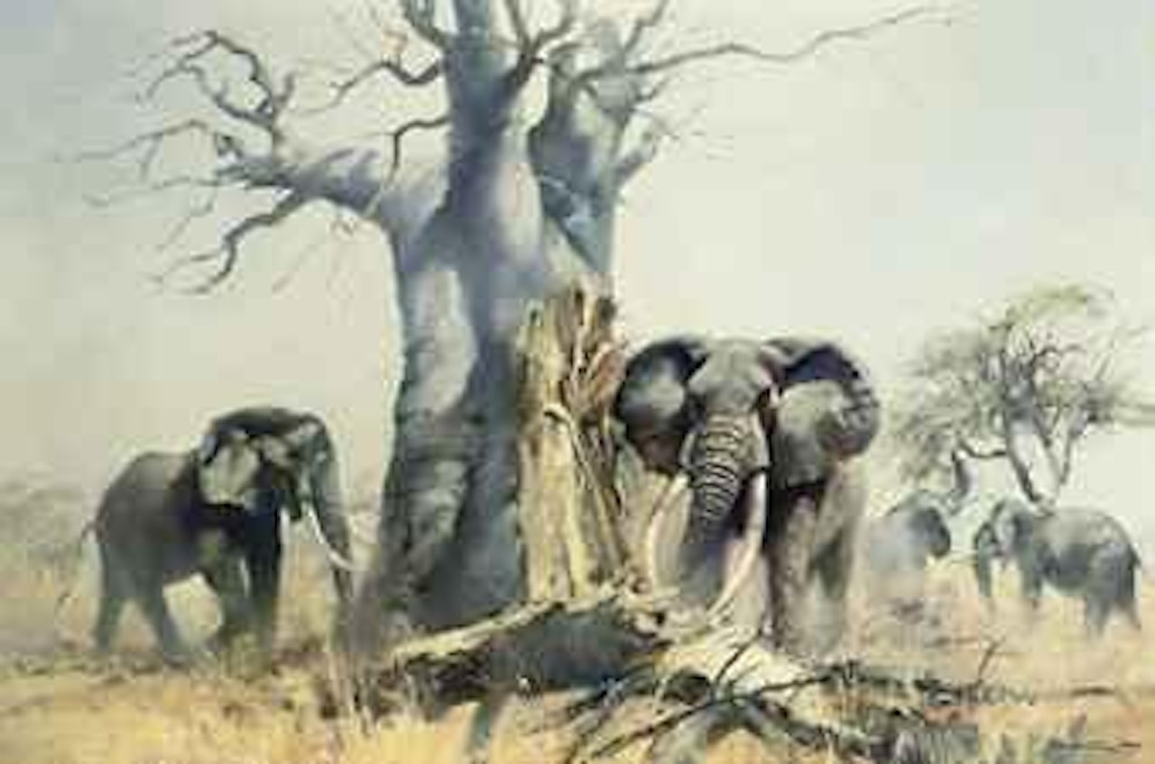 The baobab tree by Donald Grant