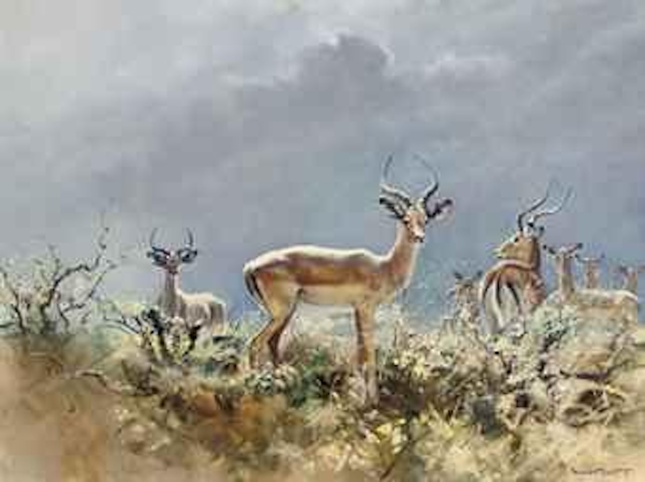 Impala and kudu by Donald Grant