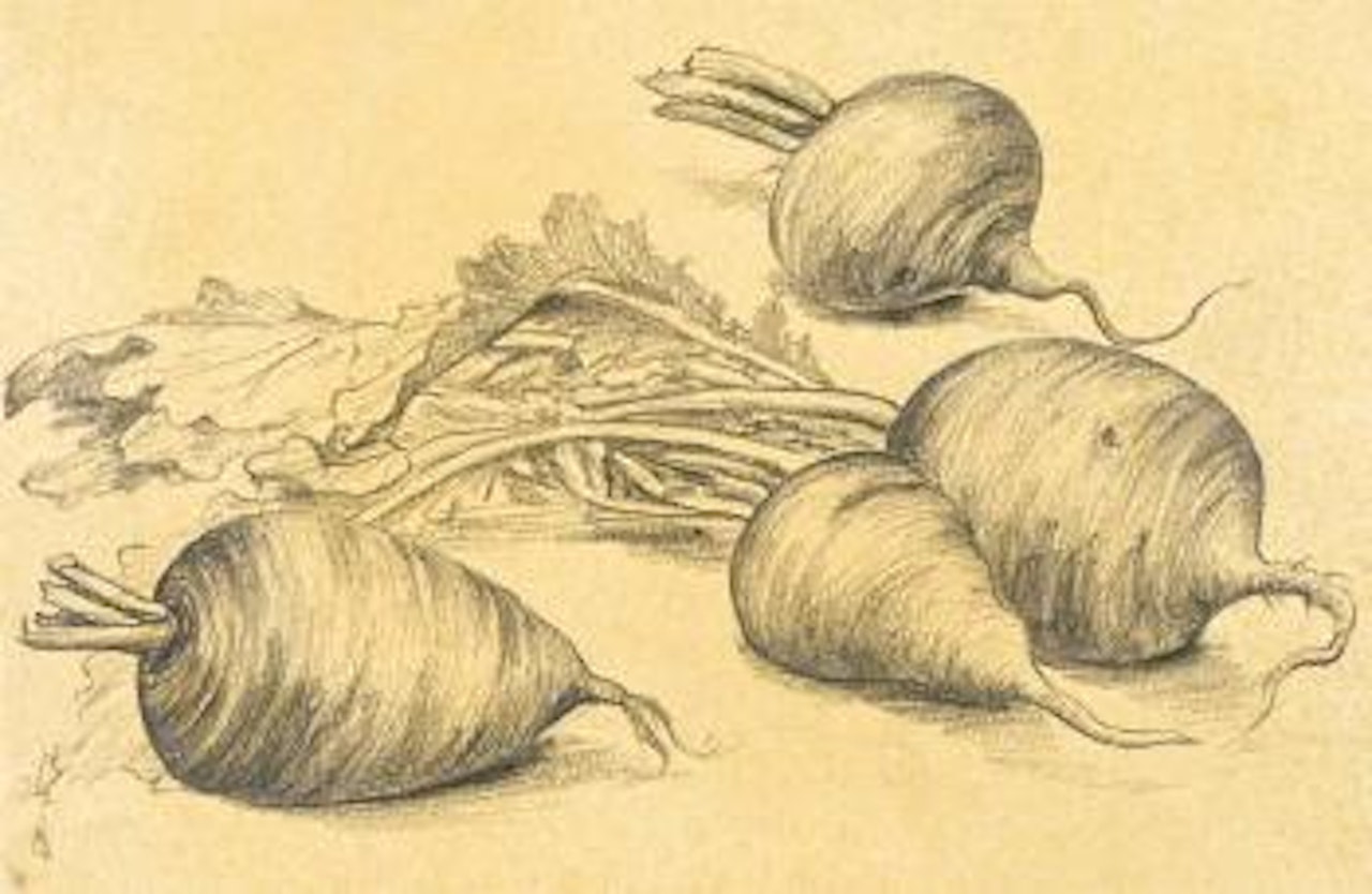 Radish by Lengyue Tao