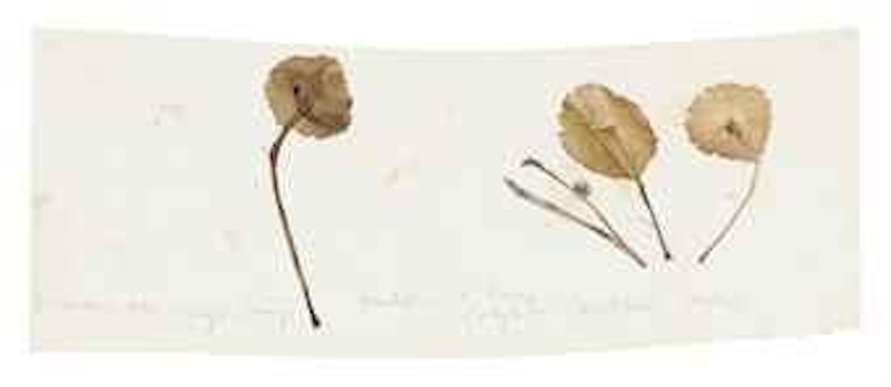 Ombelico di Venere Cotyledon Umbilicus Veneris by Joseph Beuys