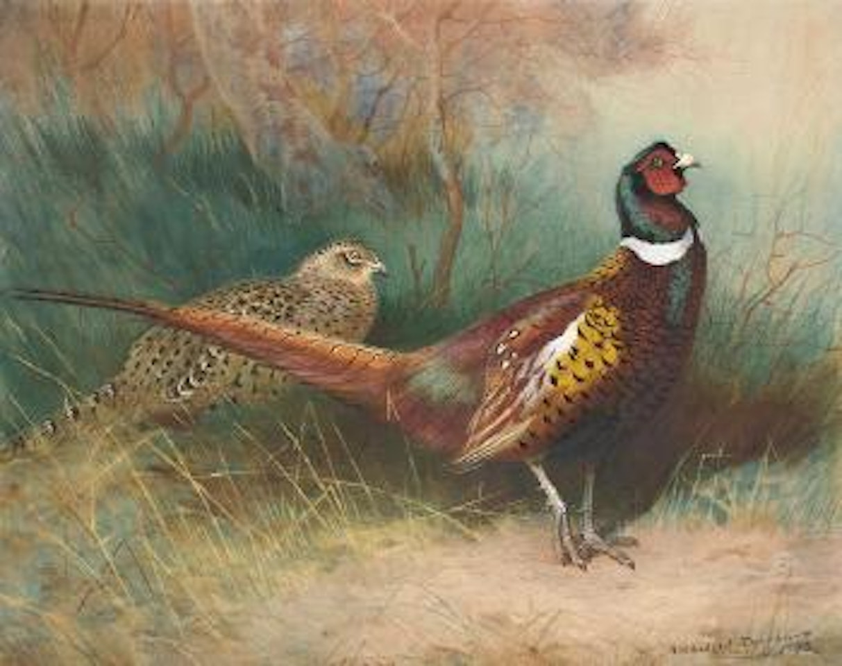 A blackcock calling from the undergrowth by Archibald Thorburn