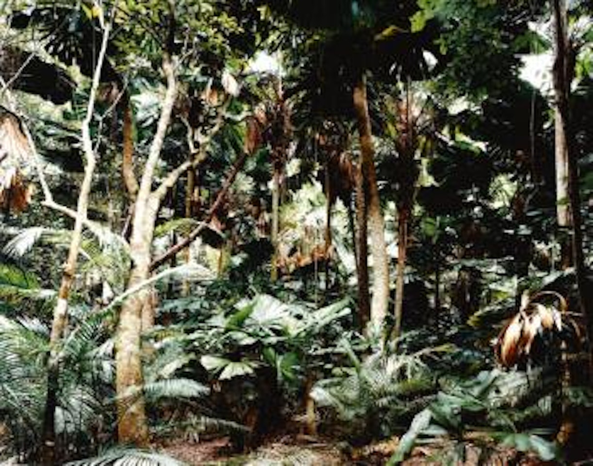 Paradise 2 (Pilgrim Sands) by Thomas Struth
