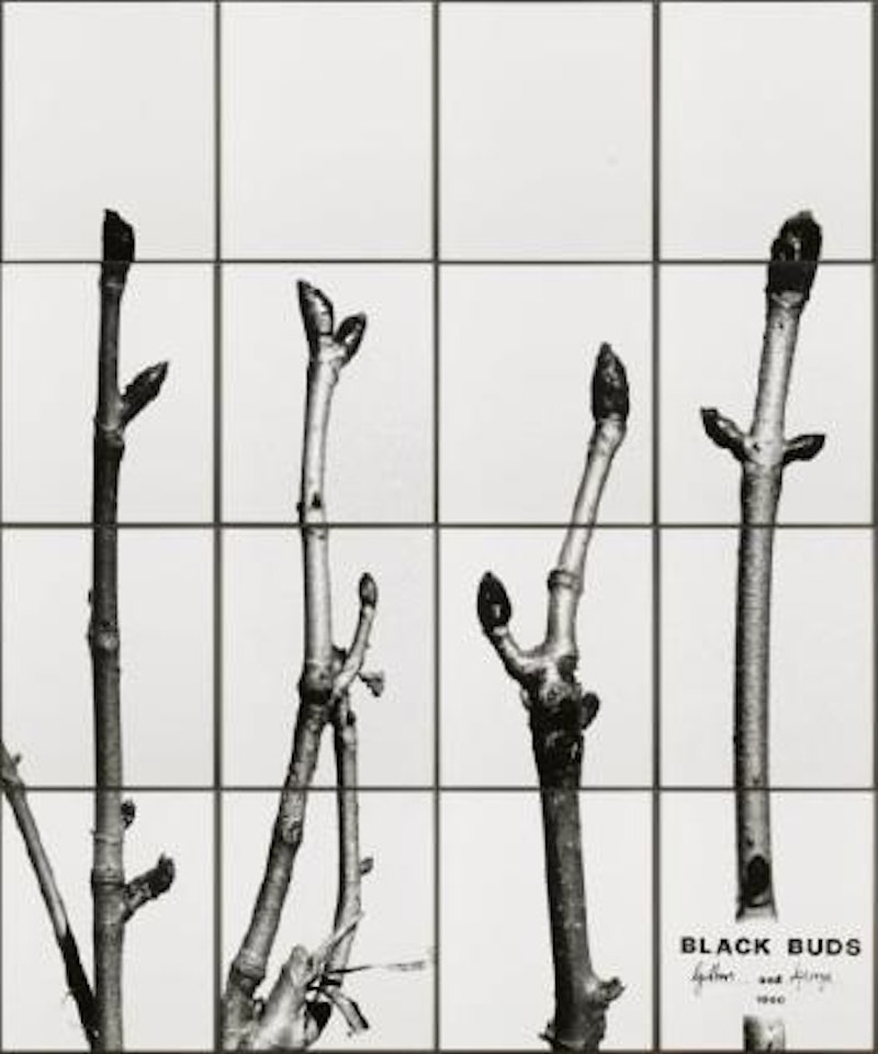 Black Buds by Gilbert & George