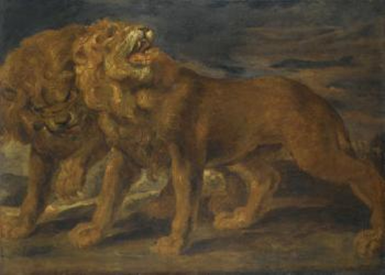 A Study Of Two Lions by Peter Paul Rubens