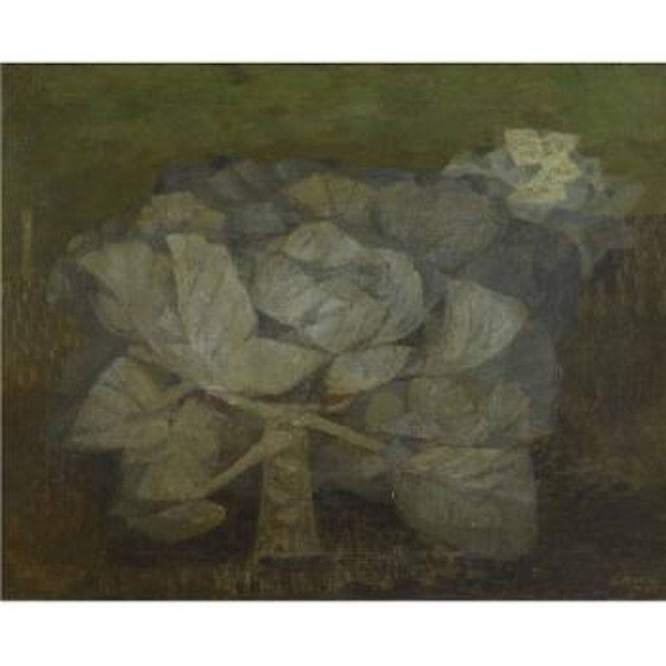 Cabbage by Prunella Clough