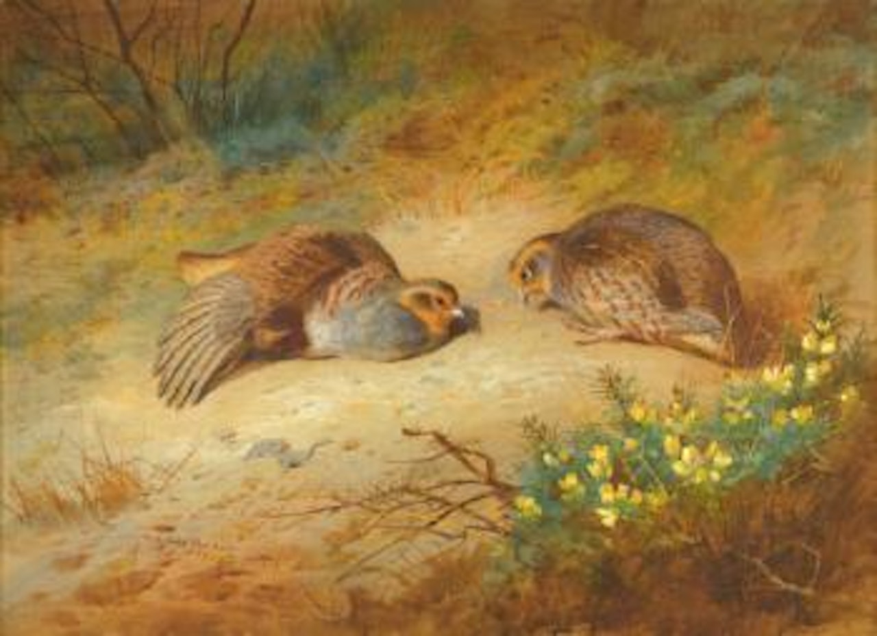 Grey Partridge by Archibald Thorburn