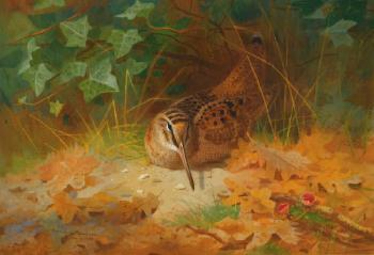 Woodcock by Archibald Thorburn