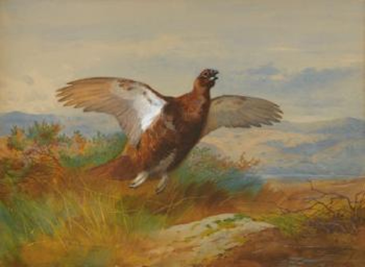 Red Grouse In Flight by Archibald Thorburn