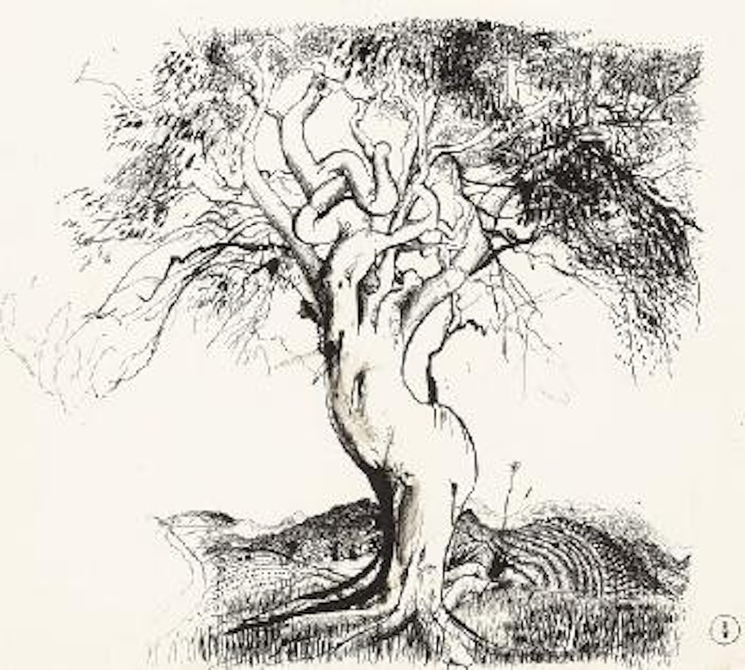 The gum tree at Mangrove Mountain by Brett Whiteley
