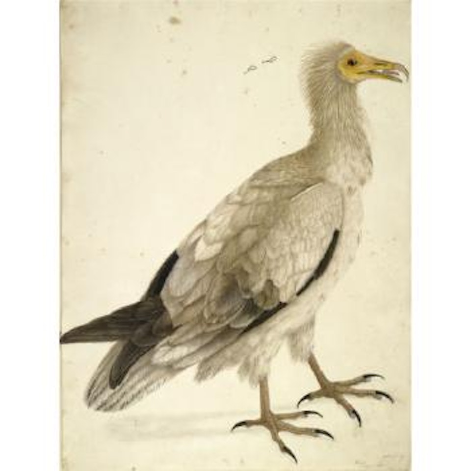 Study Of A Gingi Vulture by Calcutta School