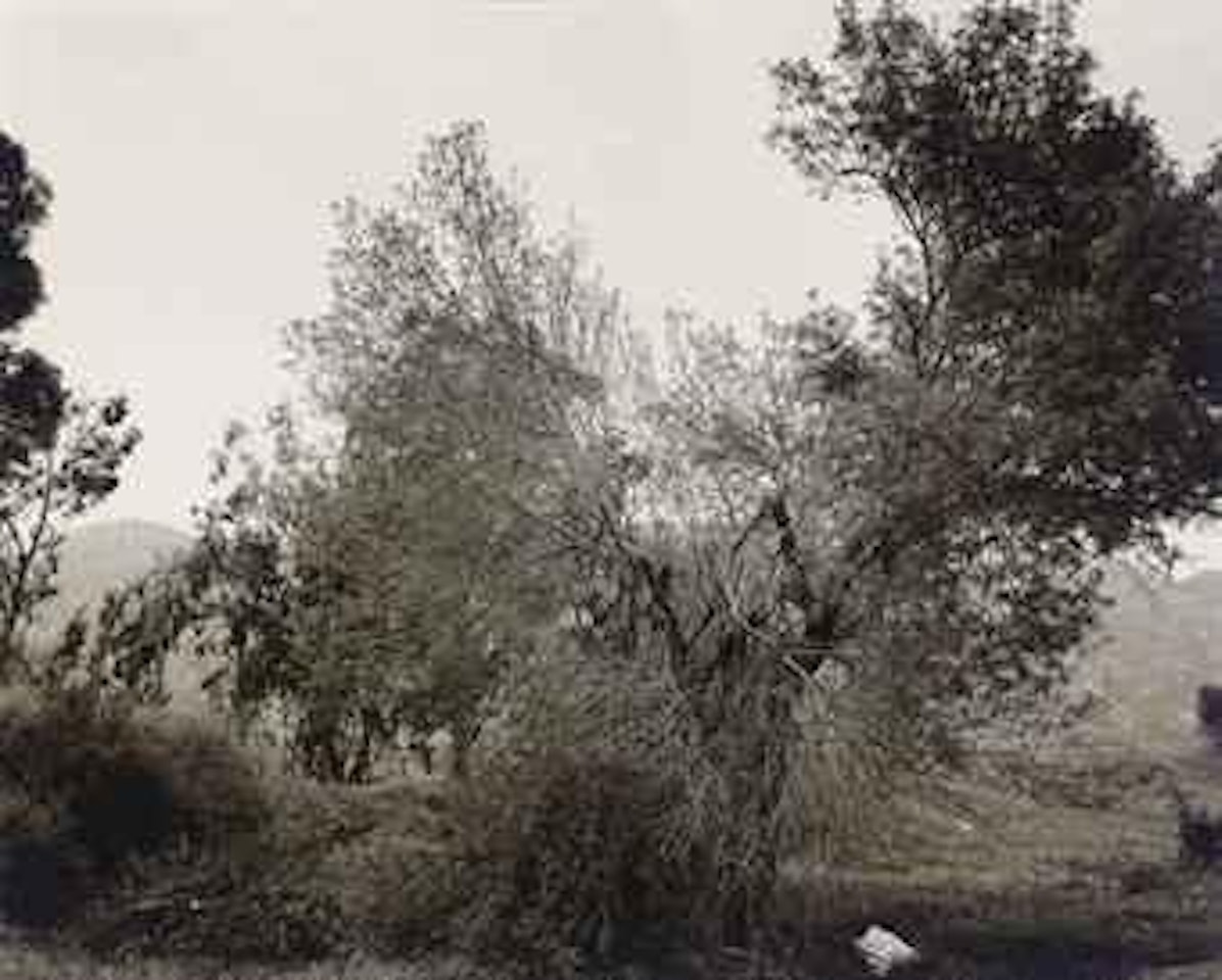 Broken trees next to Box Springs Mountains, East of Riverside, California by Robert Adams