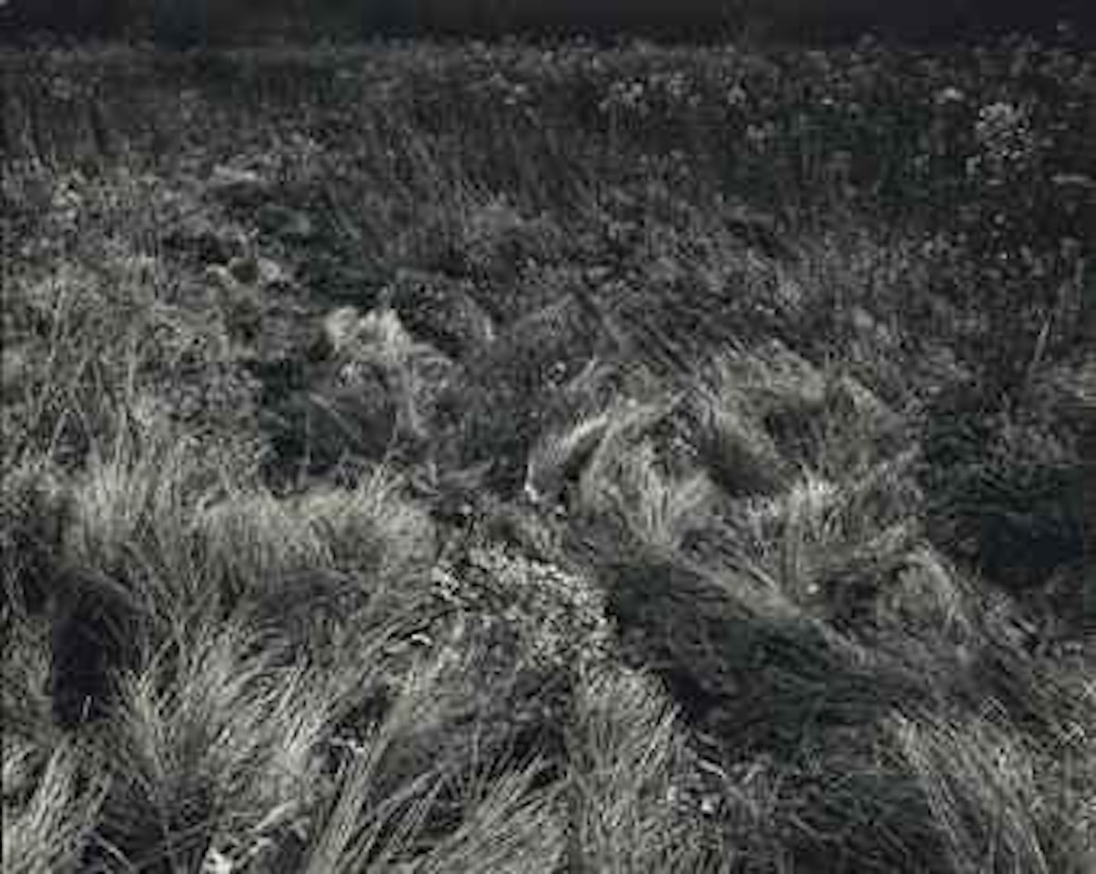 Michigan by Harry Callahan
