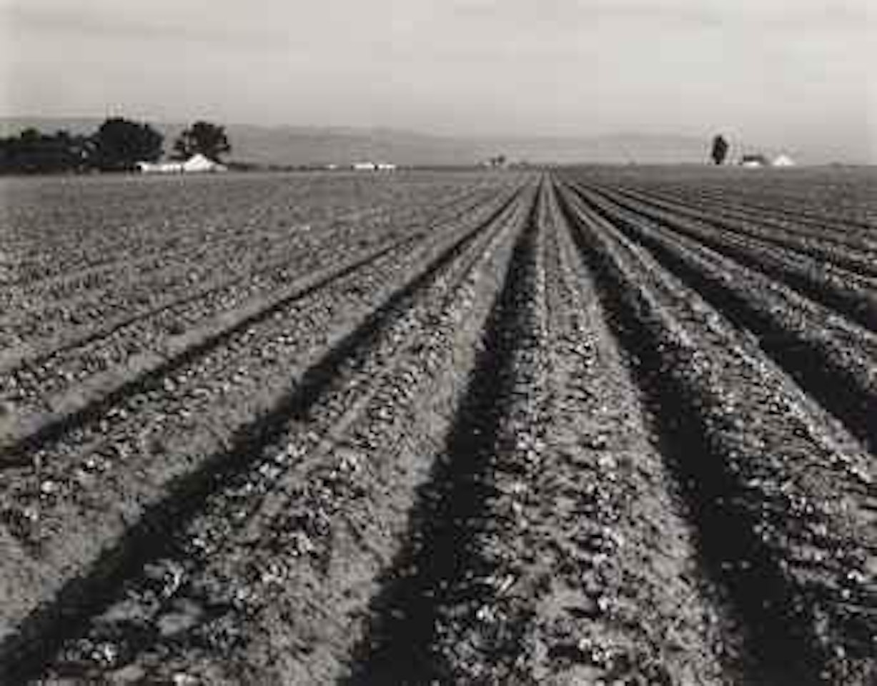 Lettuce Ranch, Salinas by Edward Weston