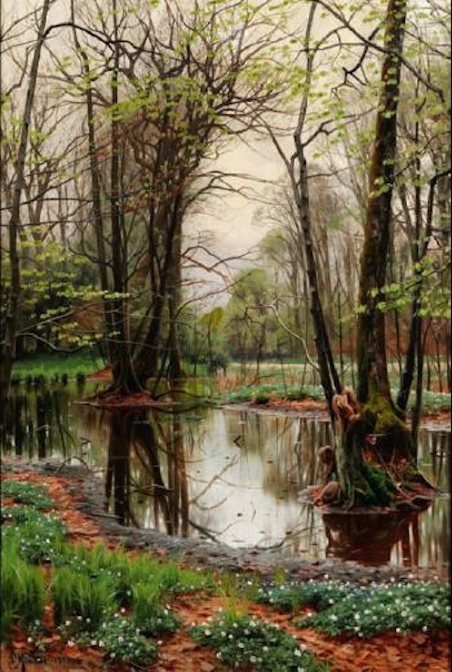 Spring day in the forest with beeches and anemones in bloom near a stream by Peder Mork Monsted