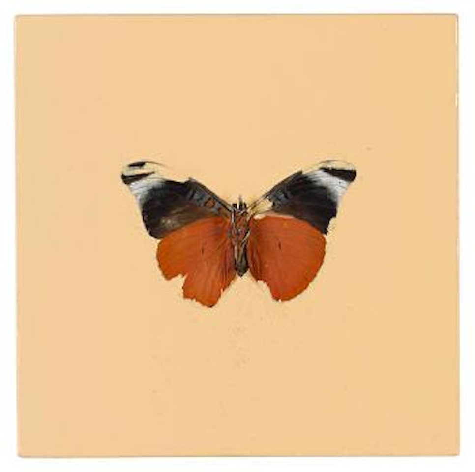 Untitled by Damien Hirst