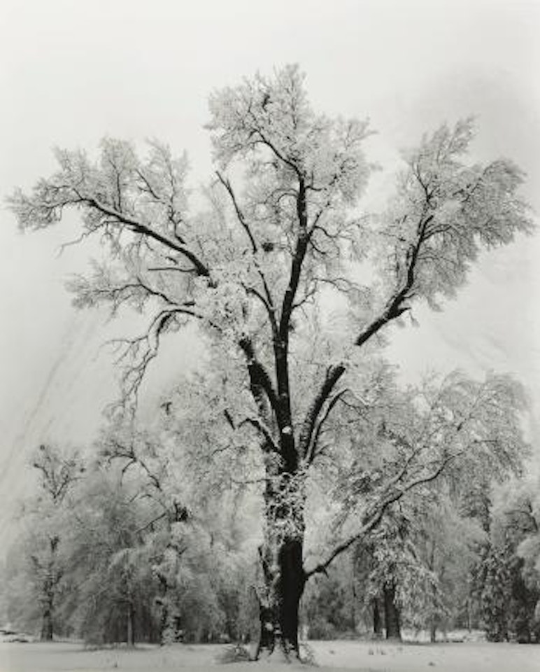 Oak Tree, Snowstorm, Yosemite National Park, Ca. by Ansel Adams