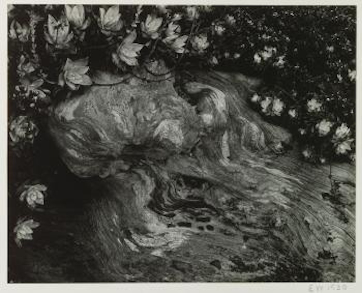 Cypress And Stone Crop by Edward Weston