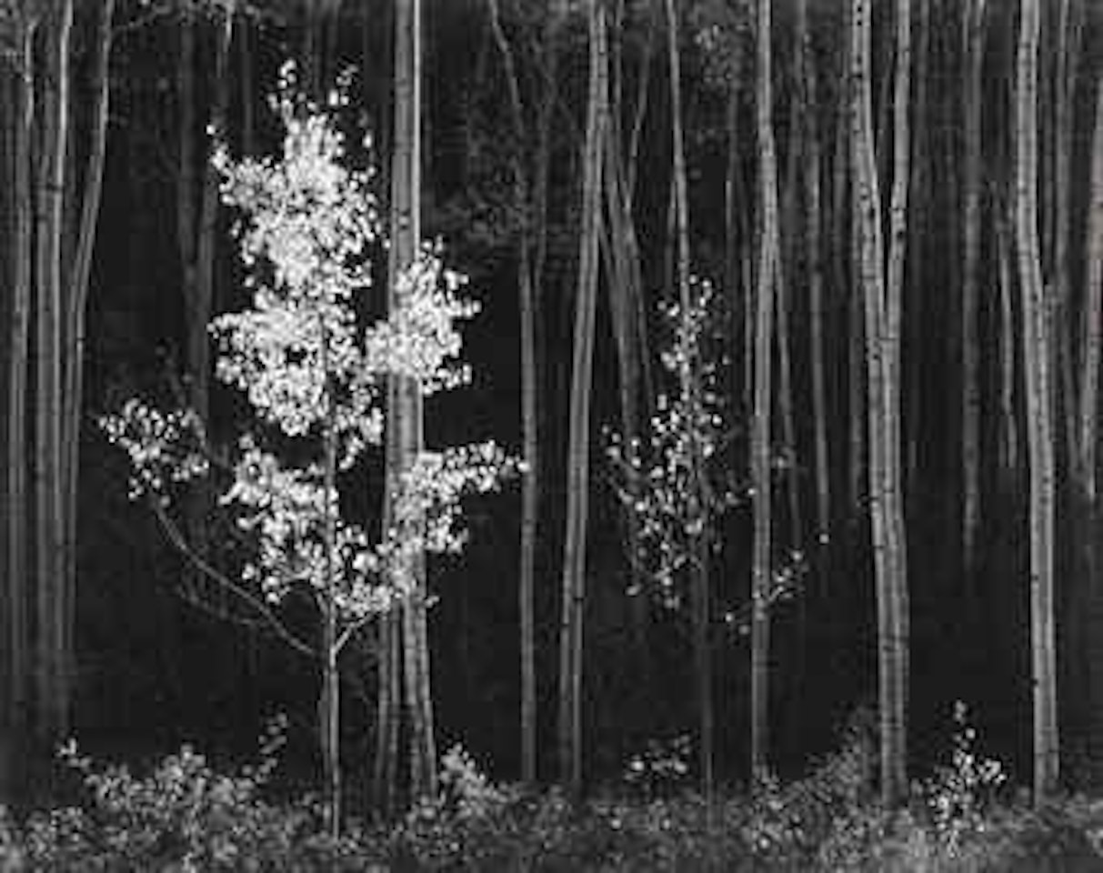 Aspens, Northern New Mexico by Ansel Adams