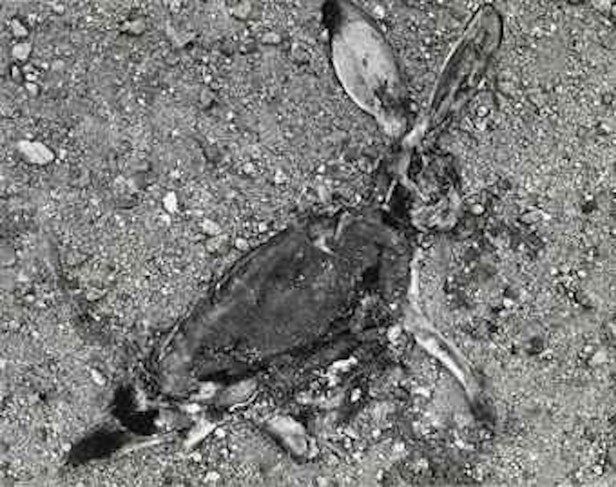 Jackrabbit by Frederick Sommer