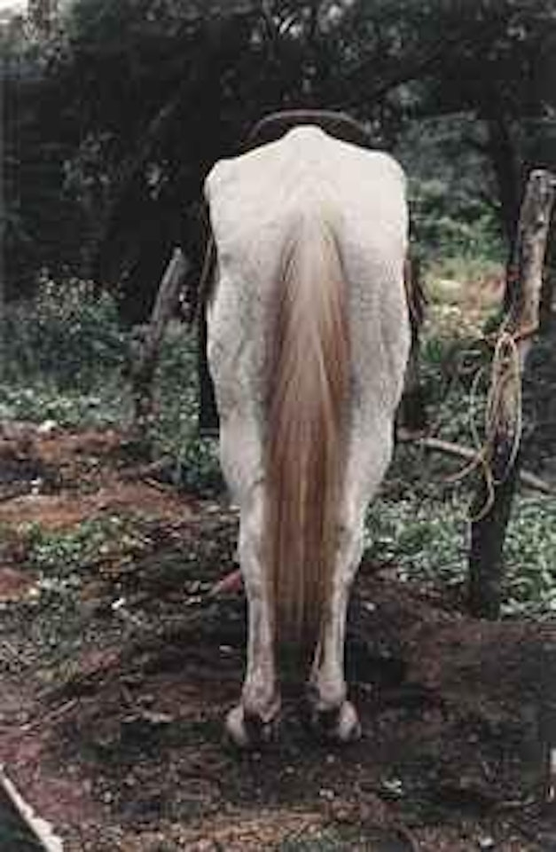 Caballo  (Horse) by Gabriel Orozco