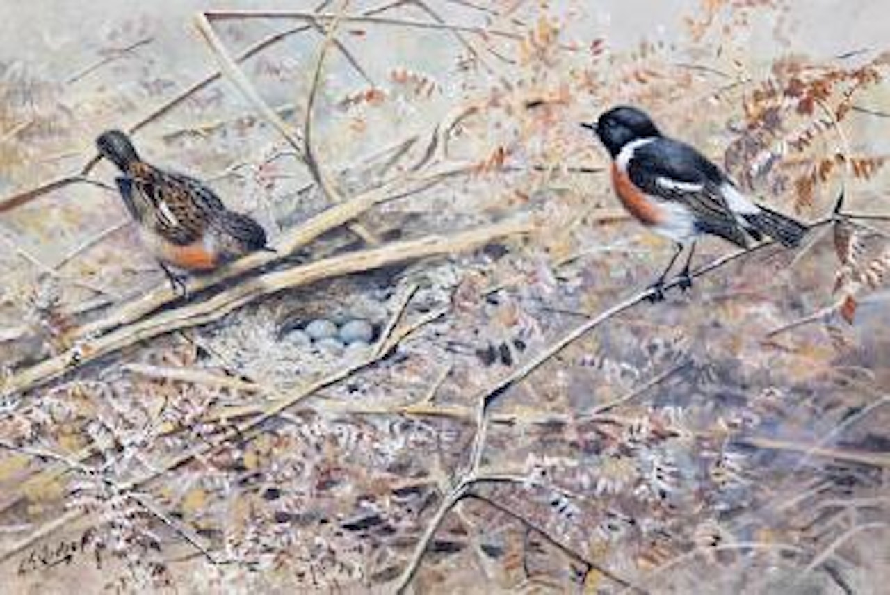 Stonechats by George Edward Lodge