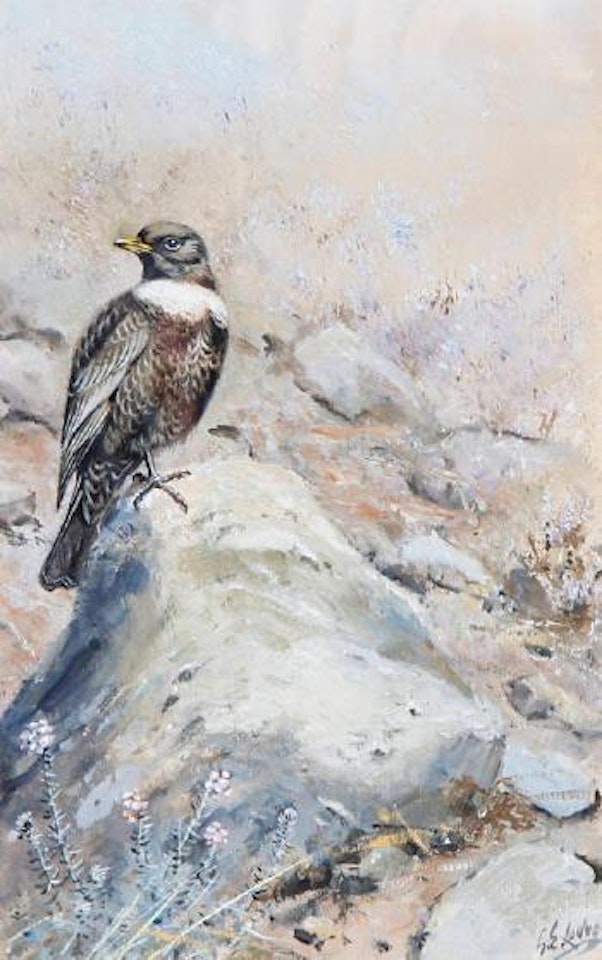 A Ring Ouzel perched on a rock by George Edward Lodge