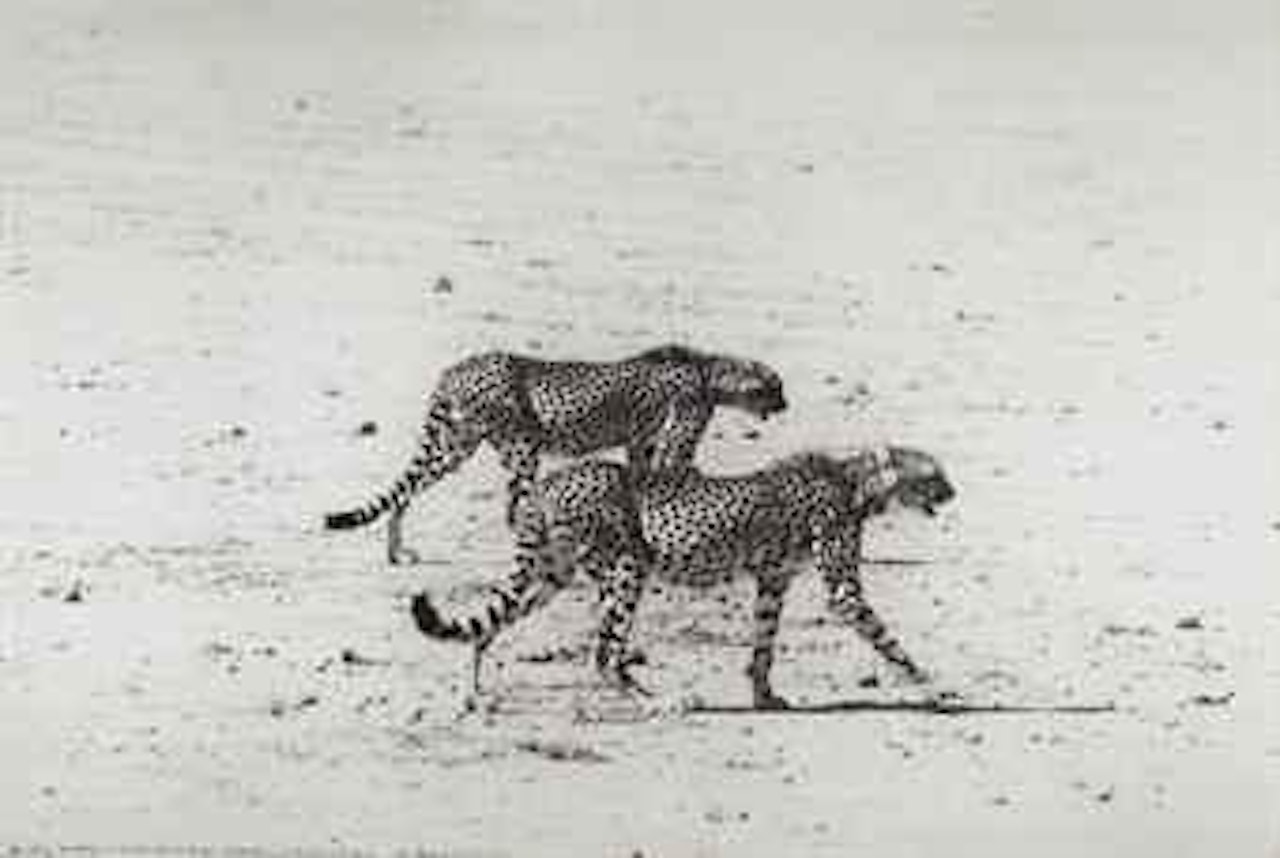 Hunting Cheetahs on the Tarn Desert, Kenya, June 1960, for the End of the Game, box 47616, Nairobi by Peter Beard