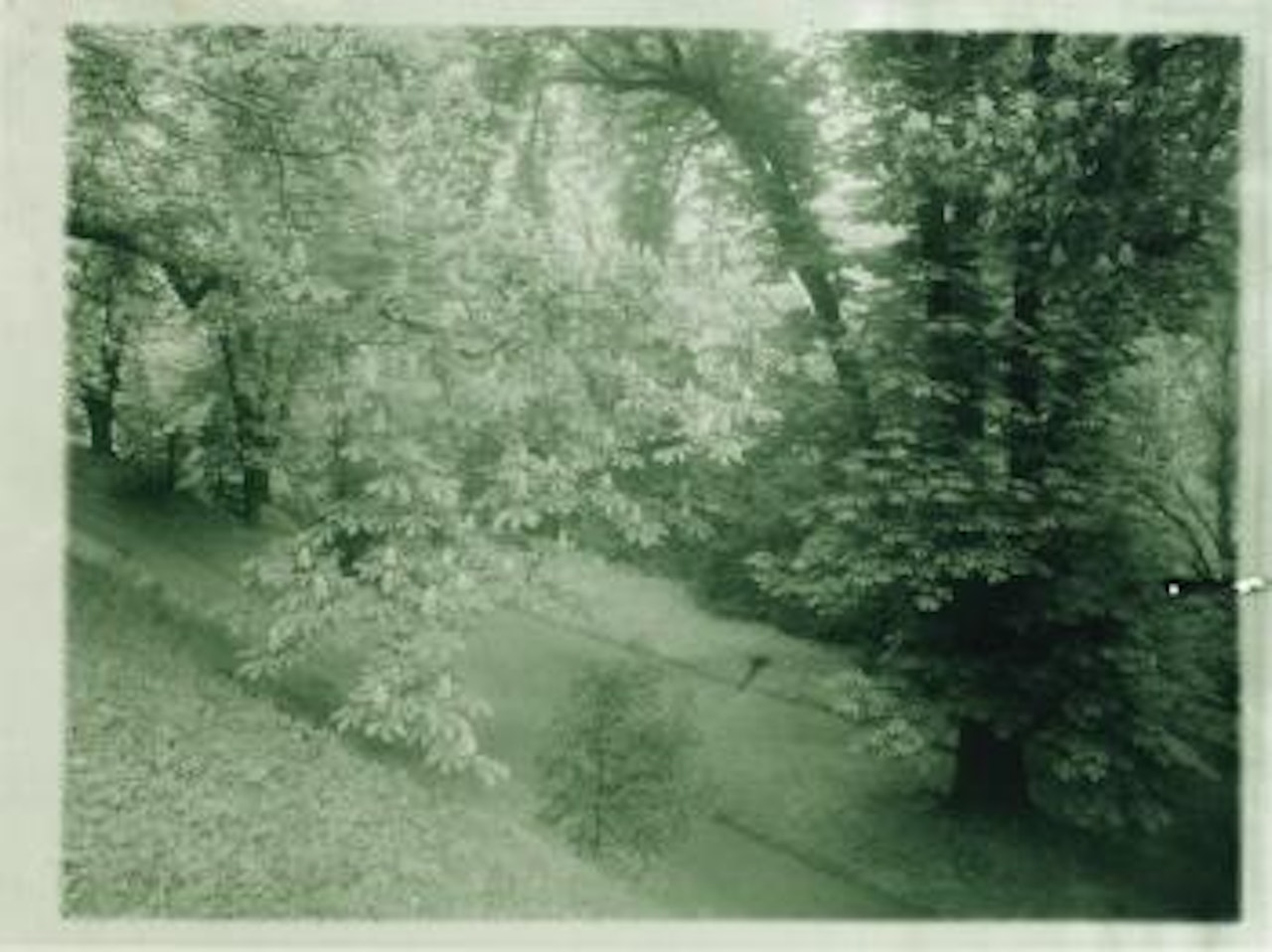 In Lokowitz Garden by Josef Sudek
