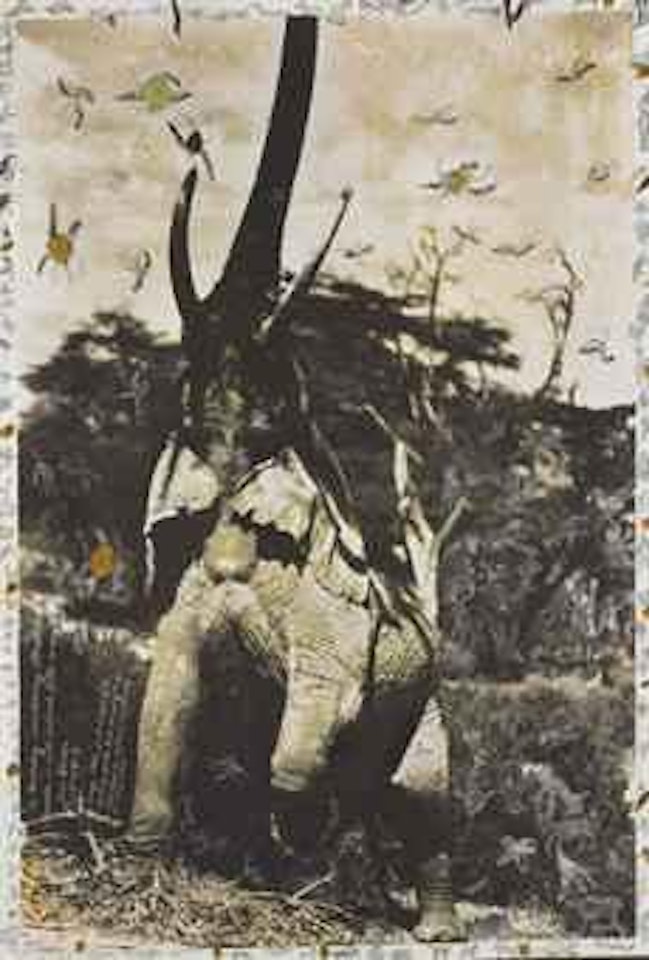 Elephant reaching for the last branch on a tree, Kenya by Peter Beard