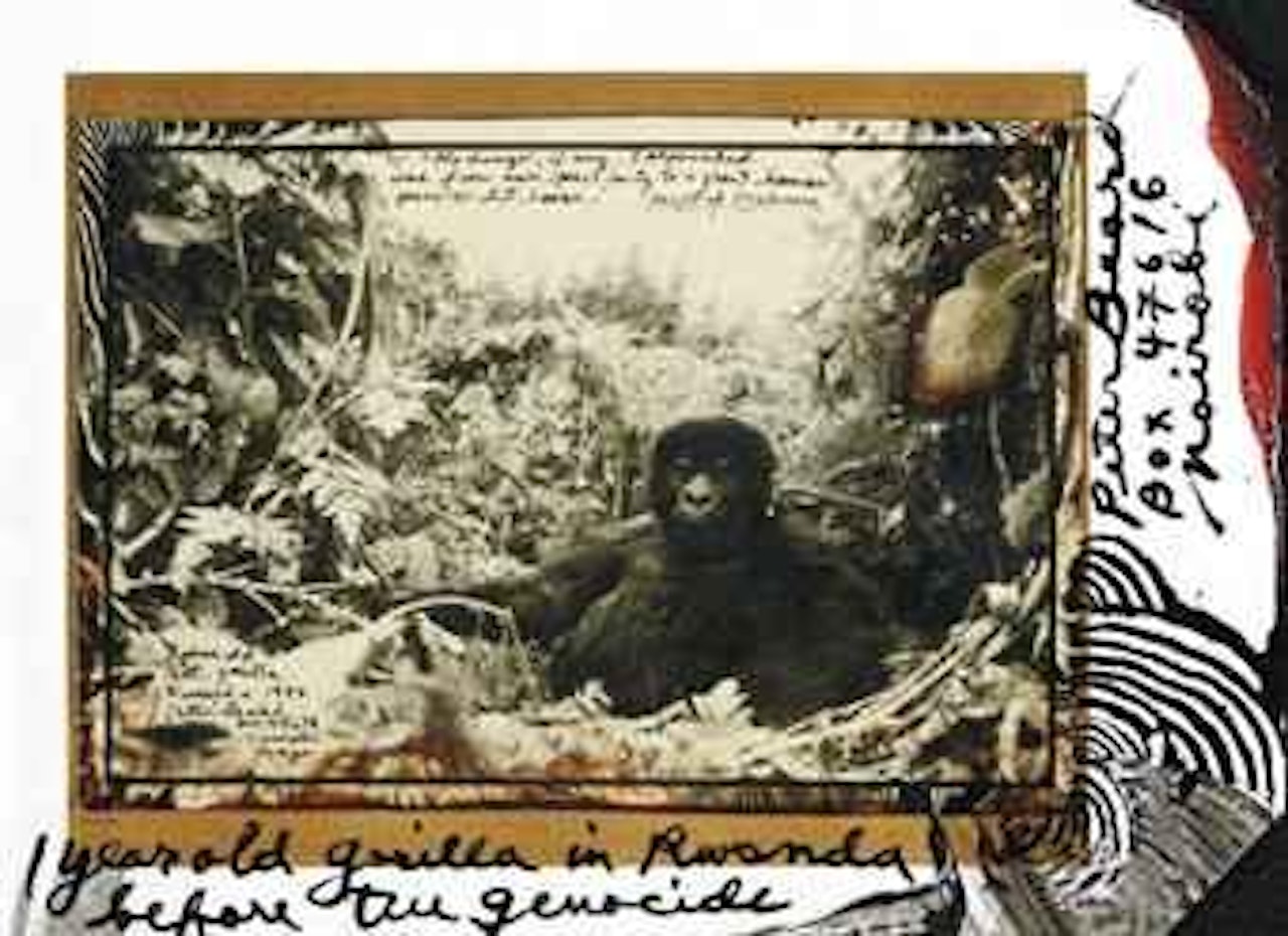 1 year old Gorilla in Rwanda by Peter Beard