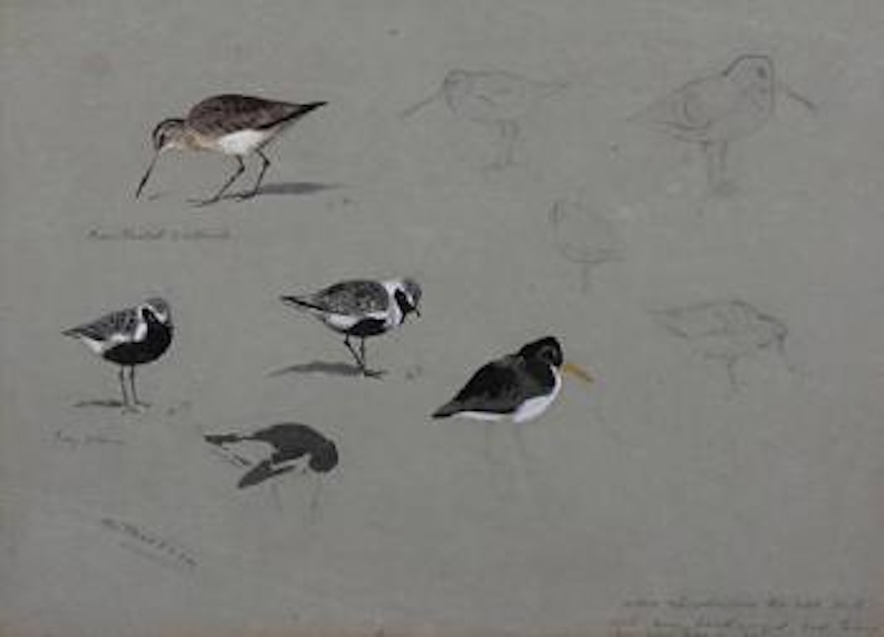A sheet of studies Bar-tailed Godwit and Grey Plover by Archibald Thorburn
