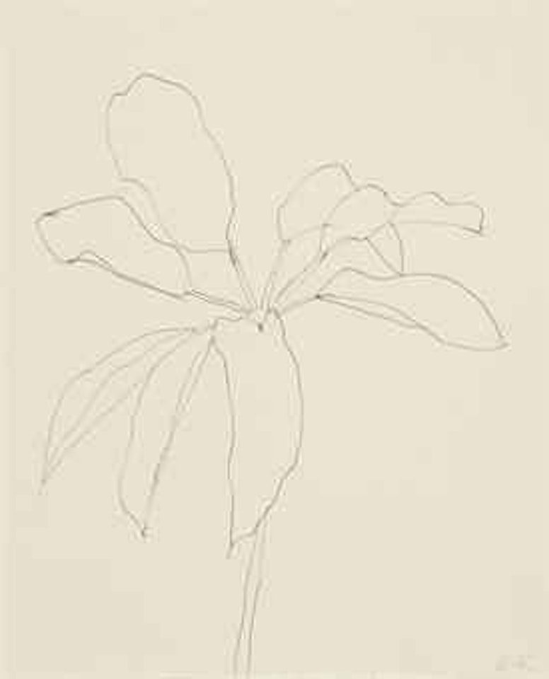 Tropical Plant, Santa Domingo by Ellsworth Kelly