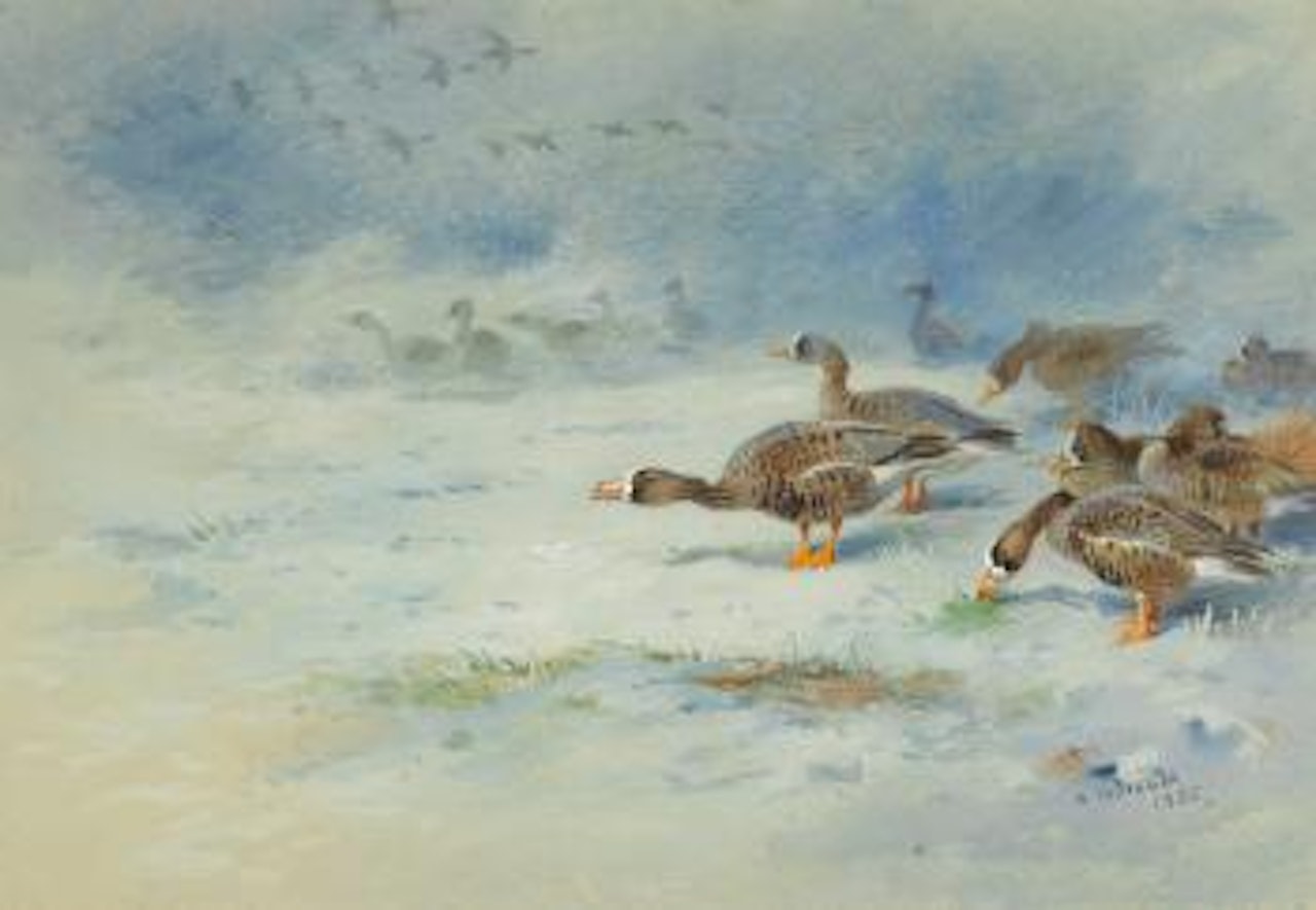 Barnacle Geese by Archibald Thorburn
