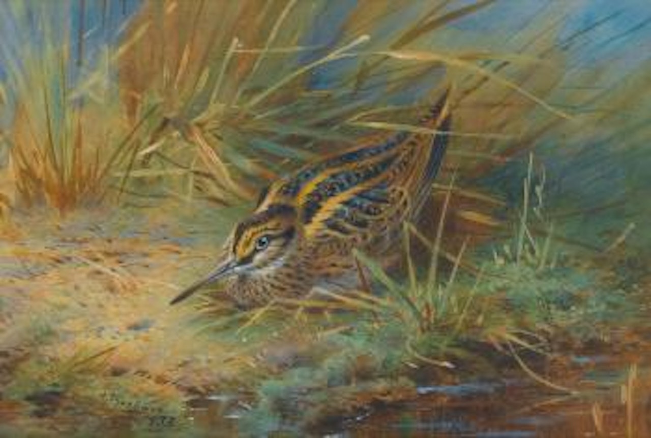Jack Snipe by Archibald Thorburn