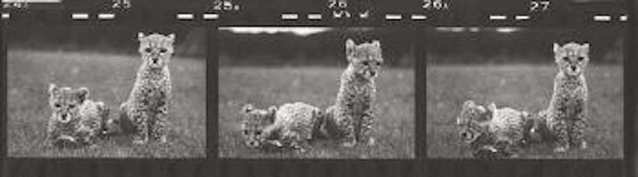 Cheetah cubs / Mweiga near Nyeri, Kenya by Peter Beard