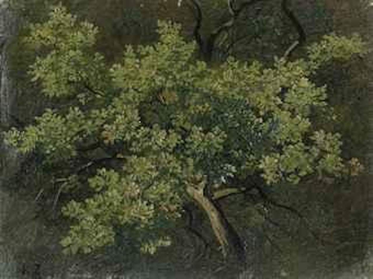 Baumstudie by Robert Zünd
