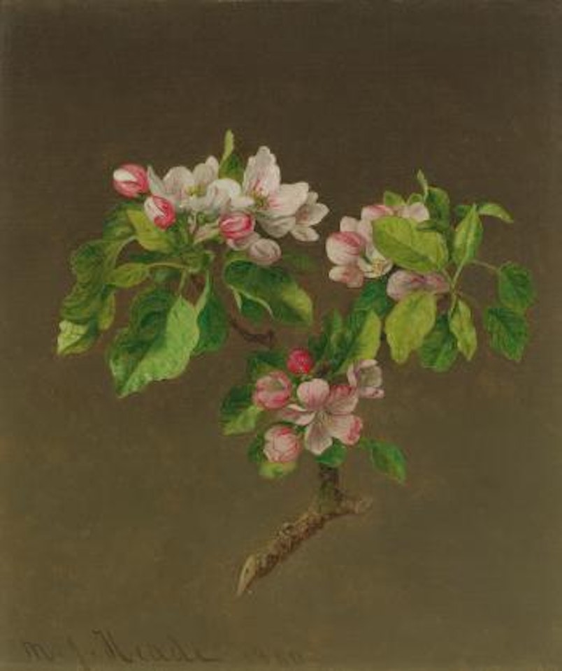 Apple Blossoms by Martin Johnson Heade