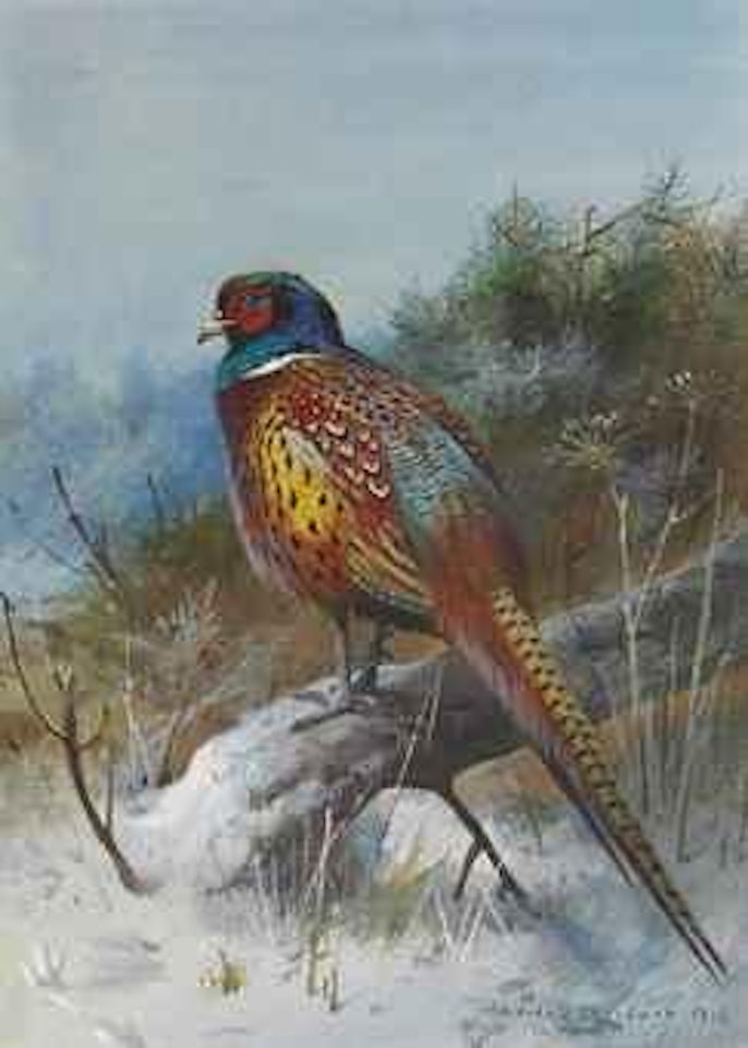 A pheasant in a winter landscape by Archibald Thorburn