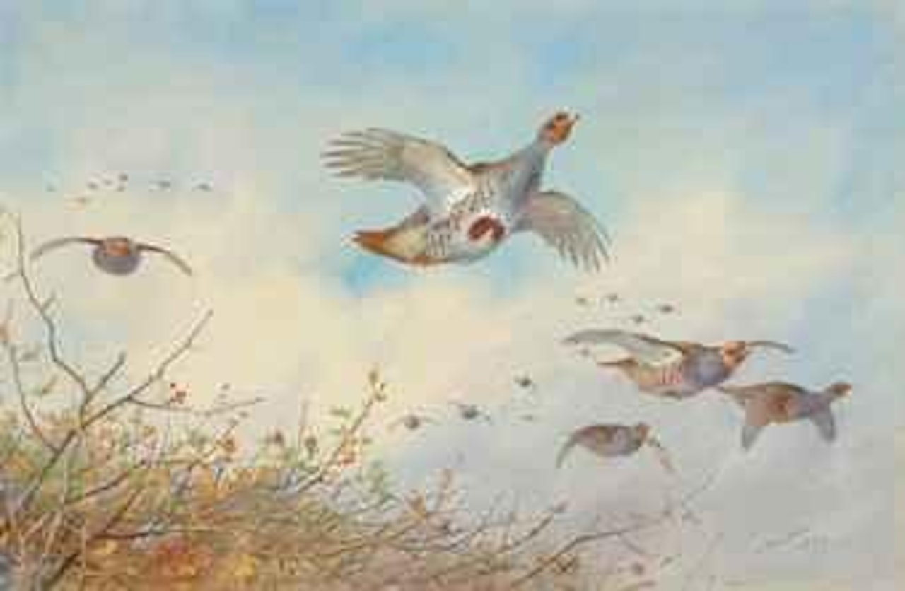 Grey partridge in flight by Archibald Thorburn
