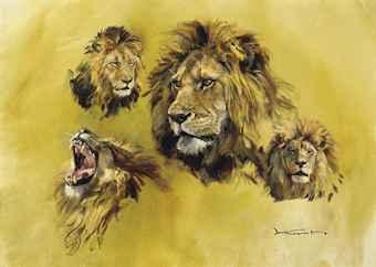 Lion studies by Donald Grant