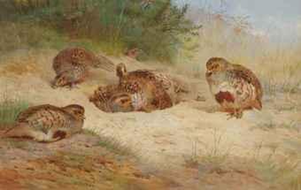 Grey partridge basking by Archibald Thorburn