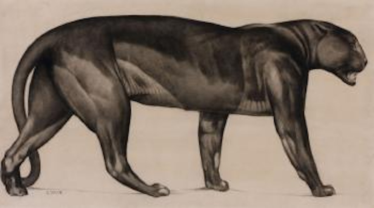 Panthère marchant by Paul Jouve