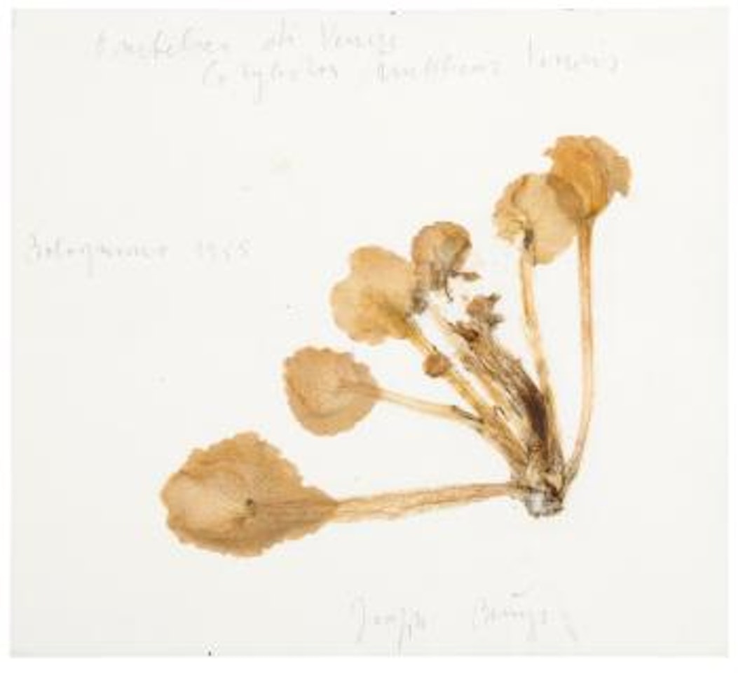 Ombelico Di Venere Cotyledon Umbilicus Veneris by Joseph Beuys