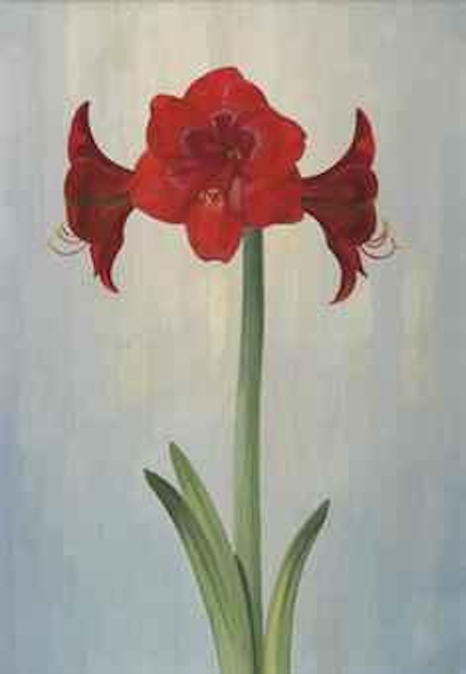 A flowering amaryllis by Dirk Smoorenberg