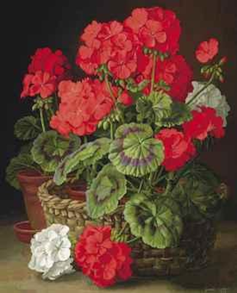 Geraniums by Gerald Cooper