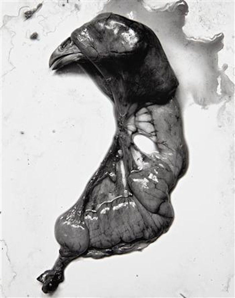 Chicken by Frederick Sommer
