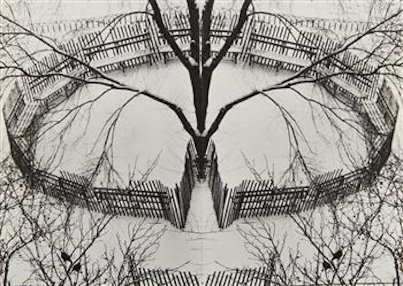 A Winter Garden, New York by André Kertész