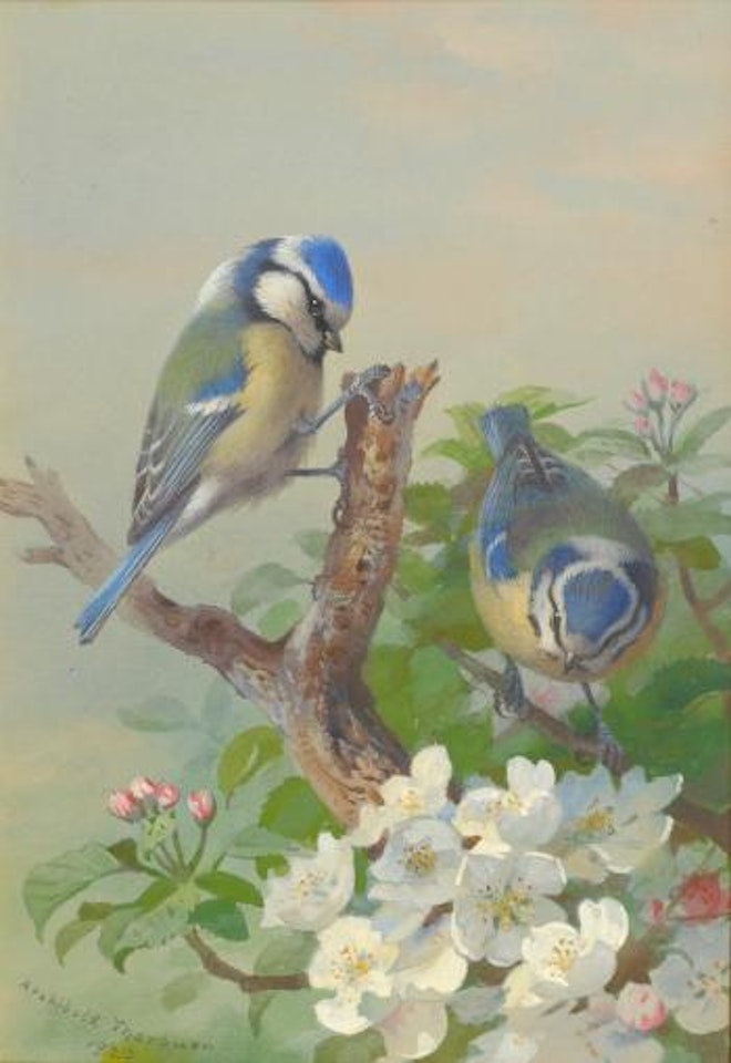 Two blue tits on a tree branch by Archibald Thorburn