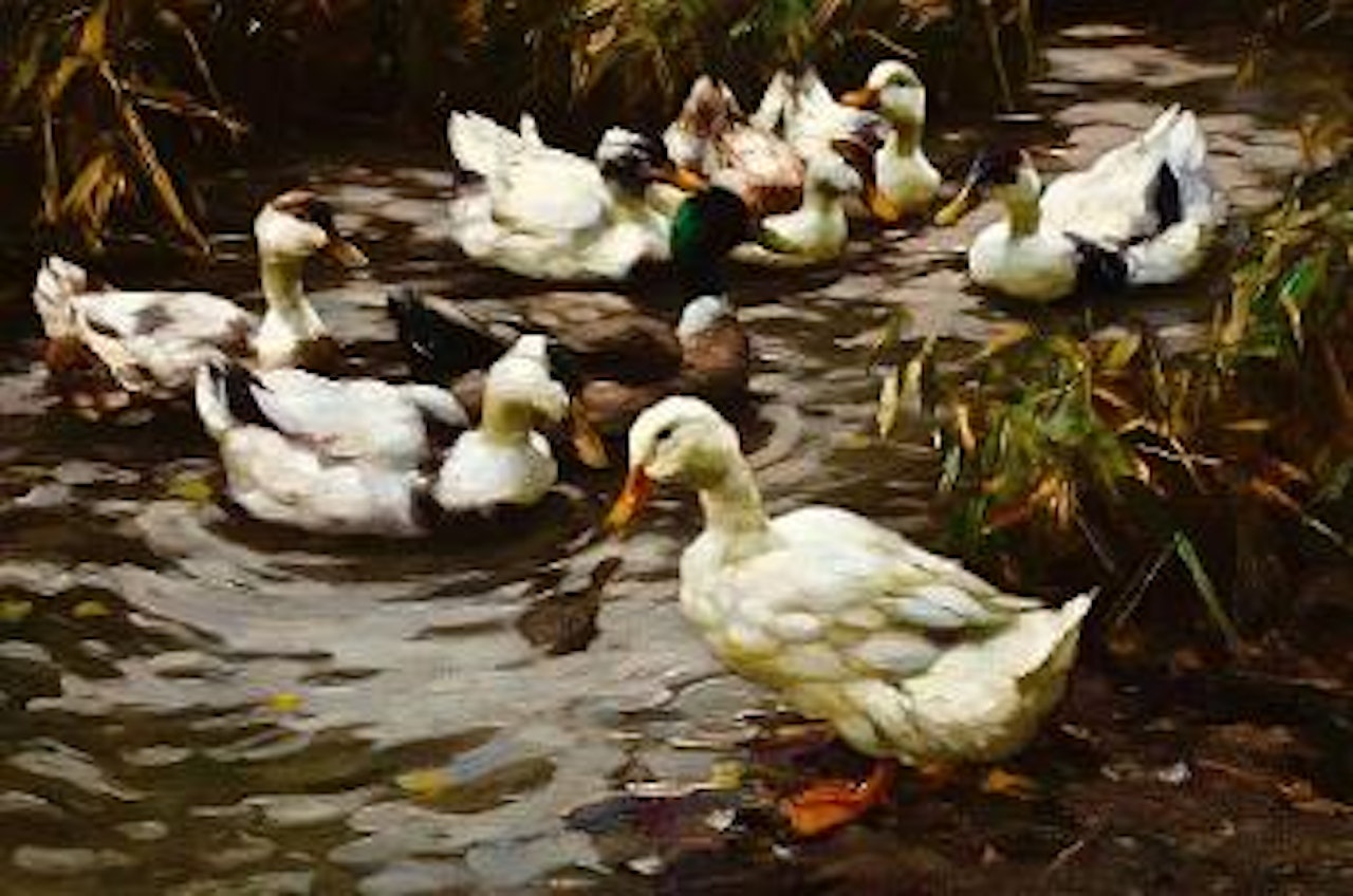 The duck pond by Alexander Koester