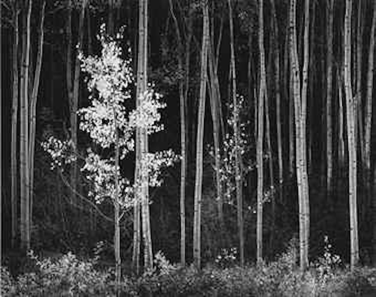 Aspens, Northern New Mexico by Ansel Adams